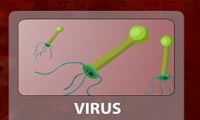 Pandemic II