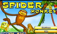 Spider Monkey